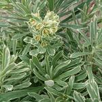 Euphorbia amygdaloides 'Frosted Flame' - Euphorbia amygdaloides 'Frosted Flame' - 
