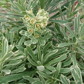 Euphorbia amygdaloides 'Frosted Flame'