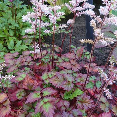 Astilbe x arendsii 'Beauty of Ernst' - 