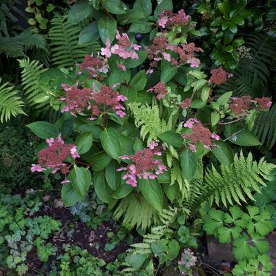 Hydrangea paniculata 'Dharuma' - 