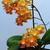 Phalaenopsis Baldan's Kaleidoscope 'Golden Treasure'