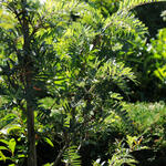 Sorbus scalaris - 