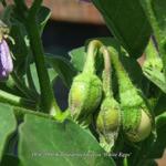 Solanum melongena 'White Eggs' - 