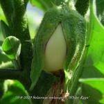 Solanum melongena 'White Eggs' - 