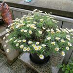 Argyranthemum frutescens - Strauchmargerite