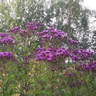Vernonia crinita - 