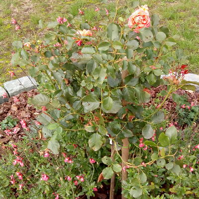 Salvia x jamensis 'Pluenn' - 