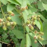 Rubus fruticosus - Rubus fruticosus