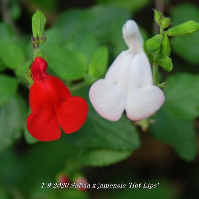 Salvia x jamensis 'Hot Lips' - Salvia x jamensis 'Hot Lips' - Salvia x jamensis 'Hot Lips'