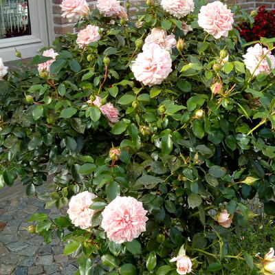 Rosa 'Cream FLOWER CIRCUS' - 