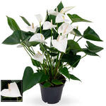 Anthurium andreanum 'White Winner' - 