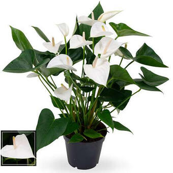 Anthurium andreanum 'White Winner'