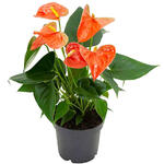 Anthurium andreanum  GRANDI FLORA Orange - Anthurium andreanum  GRANDI FLORA Orange - 