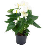 Anthurium andreanum 'Sierra White' - 