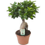 Ficus microcarpa 'Ginseng' - 