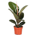 Ficus elastica 'Robusta' - 