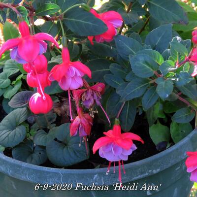 Fuchsia 'Heidi Ann' - 