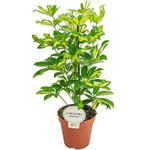 Schefflera arboricola 'Gerda' - 