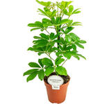 Schefflera arboricola 'Nora' - 
