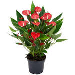 Anthurium andreanum MILLION FLOWERS Red - 