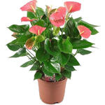 Anthurium andreanum GRANDI FLORA Rose - 