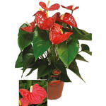 Anthurium andreanum GRANDI FLORA Red - 