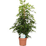 Ficus benjamina 'Anastasia' - 
