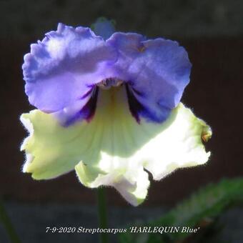 Streptocarpus 'HARLEQUIN Blue'
