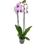 Phalaenopsis 'Washington' - 