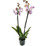 Phalaenopsis 'Spotted World' - 