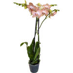 Phalaenopsis 'Ravello' - 