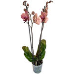 Phalaenopsis 'Narbonne' - 