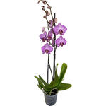Phalaenopsis 'Paso Robles' - 