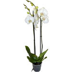 Phalaenopsis 'White World' - 
