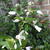 Clematis heracleifolia 'Marinka'
