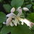 Clematis heracleifolia 'Marinka'
