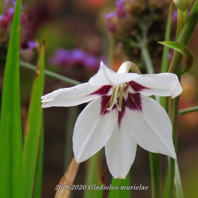 Gladiolus murielae - 