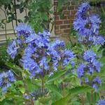 Caryopteris x clandonensis 'Blue Fountain' - 