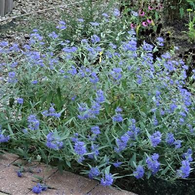 Caryopteris x clandonensis 'Worcester Gold' - 