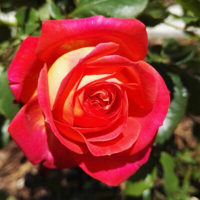 Rosa 'Midsummer' - 