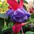 Fuchsia 'Lilac Lustre'