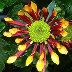 Chrysanthemum indicum'Splash Energy' - 