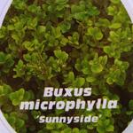 Buxus microphylla 'Sunny Side' - 