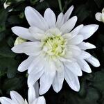 Chrysanthemum indicum 'Mount Runca White' - 