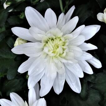 Chrysanthemum indicum 'Mount Runca White'