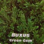 Buxus 'Green Gem' - 