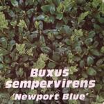 Buxus sempervirens 'Newport Blue' - 