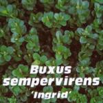 Buxus sempervirens  'Ingrid' - Buxus sempervirens 'Ingrid'