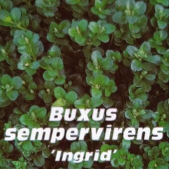 Buxus sempervirens  'Ingrid'