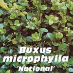 Buxus microphylla ‘National’ - 